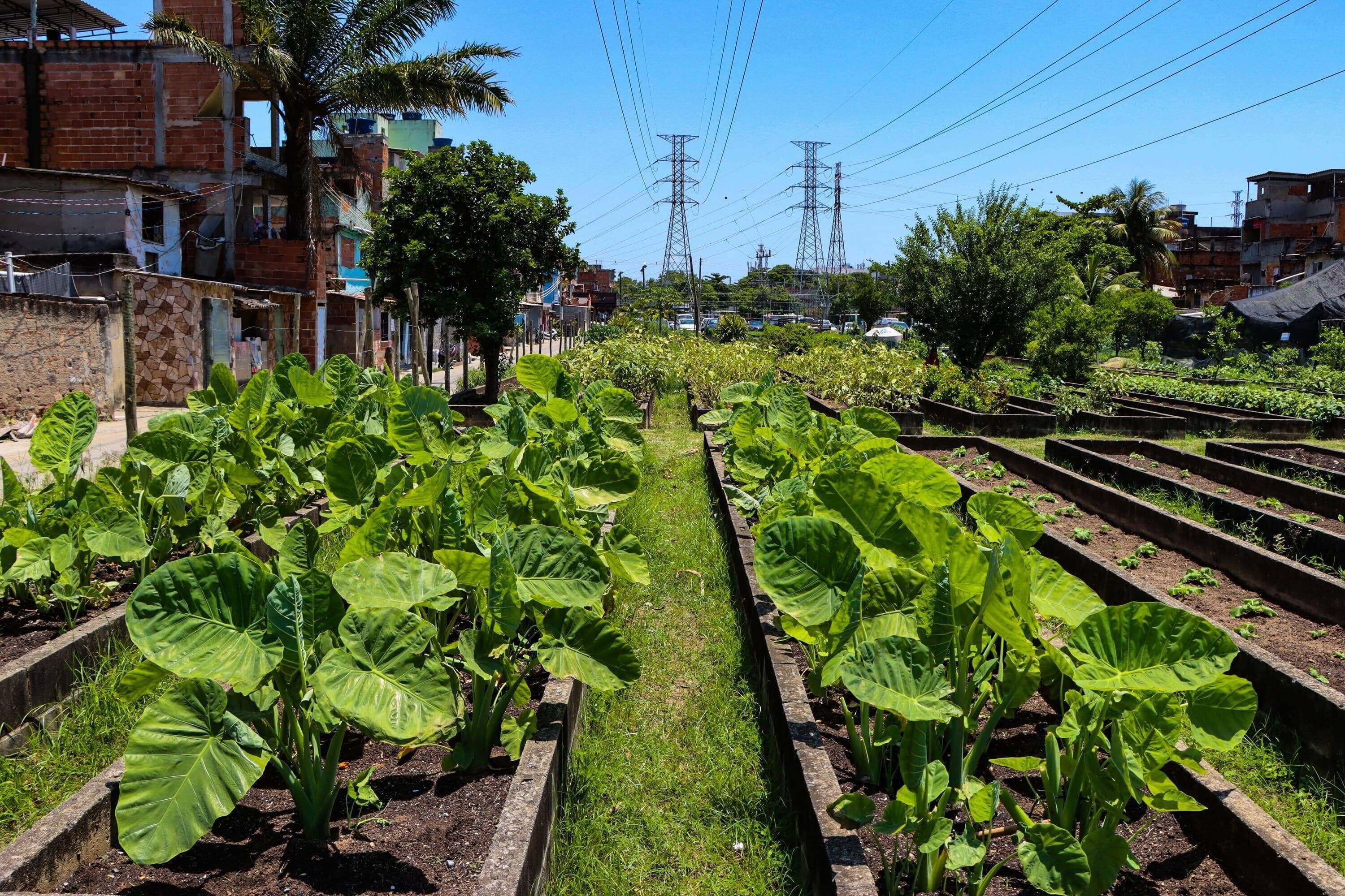 A fotografia mostra uma horta comunitária em primeiro plano, com canteiros cheios de plantas de folhas largas, em um ambiente de paisagem urbana. Ao fundo, há casas de tijolos, fios de eletricidade e torres de alta tensão, sugerindo que a horta está localizada em uma comunidade. O céu é azul e o sol é forte, destacando o verde vibrante das plantas e a vegetação das árvores.
